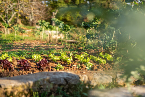 OTVOREN 3. Natječaj za provedbu intervencije 1.1. “Povećanje konkurentnosti poljoprivrednih gospodarstava i razvoj prepoznatljivih poljoprivrednih proizvoda”